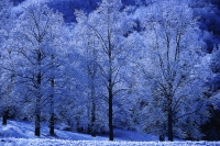 Winter trees