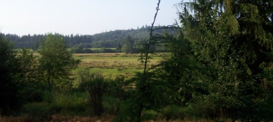 Forest area along the North Oregon Coast